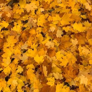 Meet your Posher, Denise